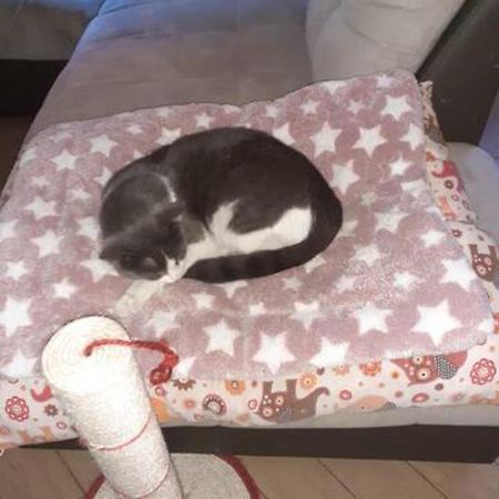 Ferienwohnung The Awesome House With The Bomber Cat Lugo  Exterior foto